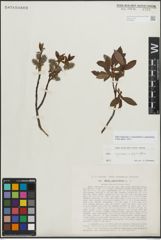 Foto von Salix myrsinifolia Salisb. x Salix phylicifolia L.